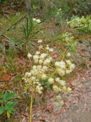 Acacia linifolia