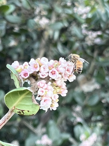 Photo of Western Honey Bee (Apis mellifera)