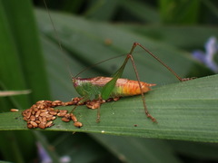 Conocephalus equatorialis