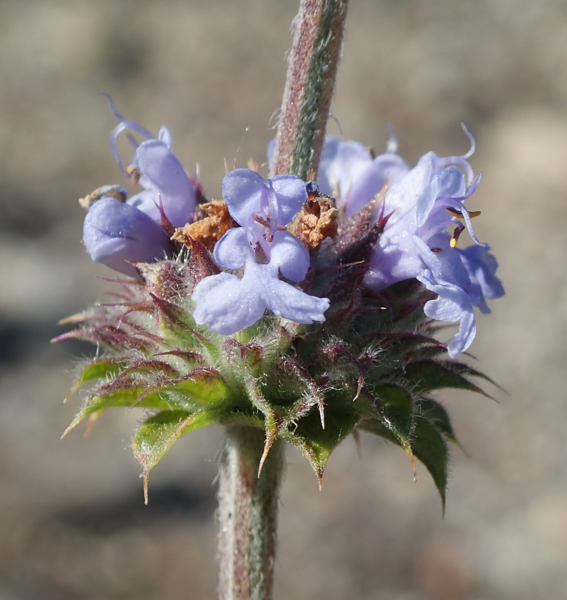 Salvia X bernardina