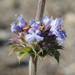 Salvia × bernardina - Photo (c) Keir Morse,  זכויות יוצרים חלקיות (CC BY-NC-ND), הועלה על ידי Keir Morse