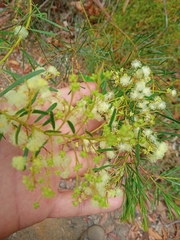 Acacia linifolia