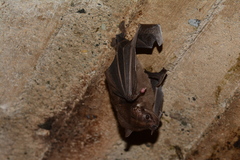 Platyrrhinus dorsalis chocoensis