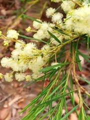 Acacia linifolia