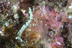 Thuridilla carlsoni