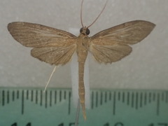 Hymenoptychis sordida