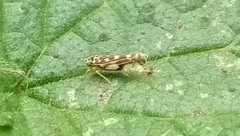 Eupteryx calcarata