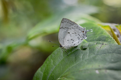 Ostrinotes sophocles