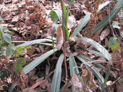 Furcraea parmentieri