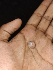 Notocochlis chemnitzii