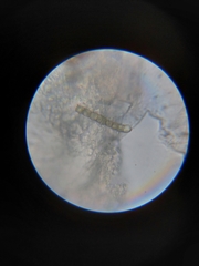 Coniophoraceae