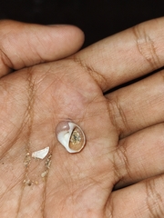 Notocochlis chemnitzii