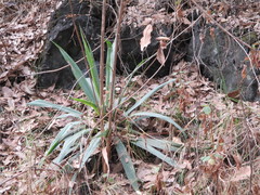 Furcraea parmentieri