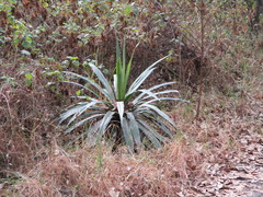 Furcraea parmentieri