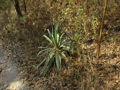 Furcraea parmentieri