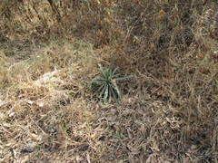 Furcraea parmentieri