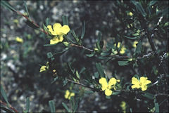 Hibbertia subvaginata