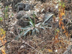 Furcraea parmentieri