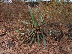 Furcraea parmentieri