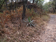 Furcraea parmentieri