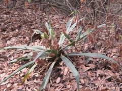 Furcraea parmentieri