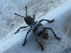 Aegorhinus superciliosus