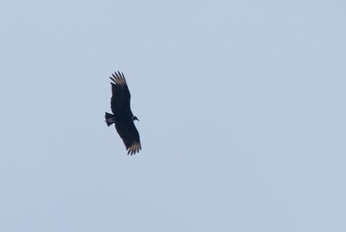 Black Vulture