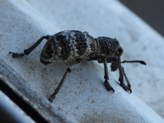 Aegorhinus superciliosus