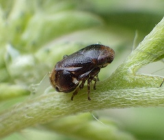 Clastopteridae