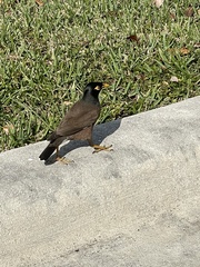 Acridotheres tristis