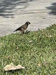 Acridotheres tristis