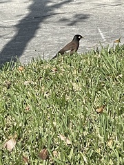 Acridotheres tristis