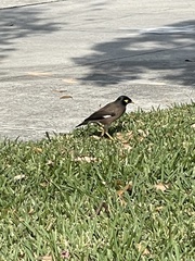 Acridotheres tristis