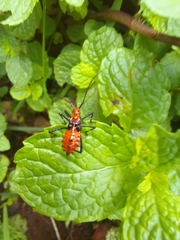 Heteroptera
