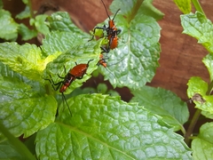 Heteroptera