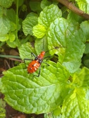 Heteroptera