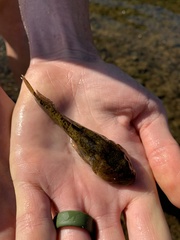 Cottus immaculatus