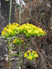 Kalanchoe longiflora