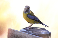 Phrygilus