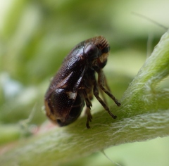 Clastopteridae