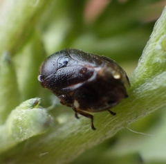 Clastopteridae