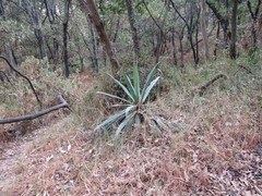 Furcraea parmentieri