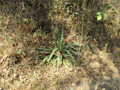 Furcraea parmentieri