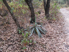 Furcraea parmentieri