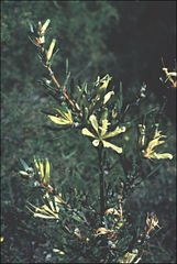 Lambertia multiflora