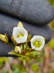 Gentianella montana montana