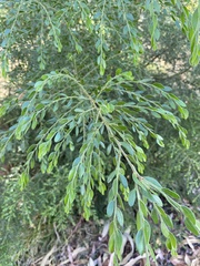 Acacia howittii
