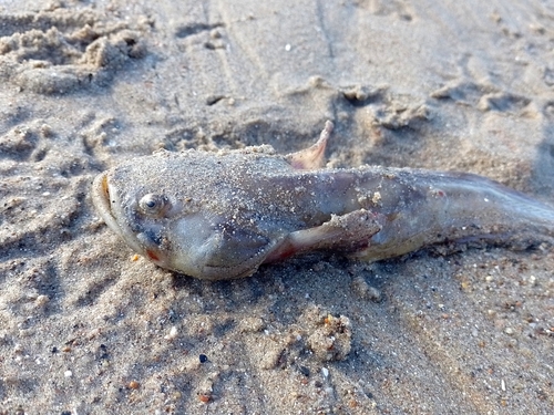 Toadfish (Porichthys porosissimus) — Batrachoididae