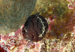 Atagema intecta
