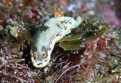 Chromodoris quagga